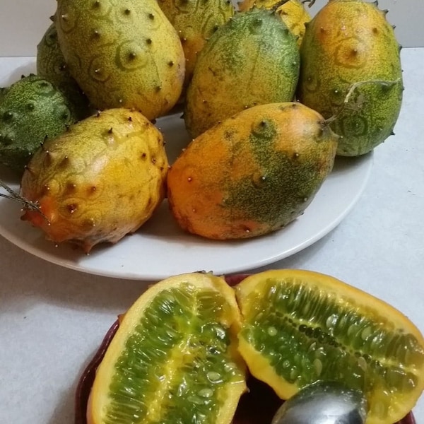 30 Fresh Seeds KIWANO MELON Cucumis Metuliferus African Horned JELLY Melon Rare Fruit Cucumber Family Grows Fast Disease And Pest Resistant