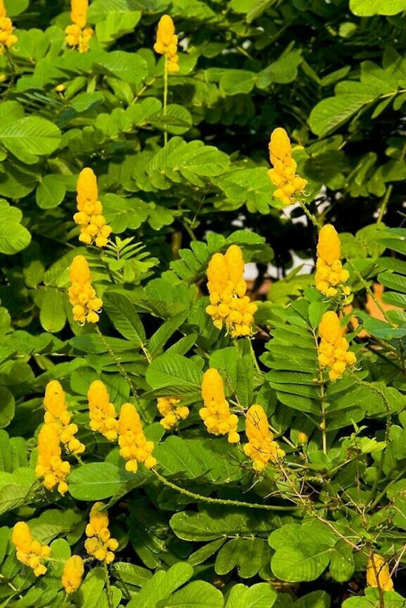 100 Seeds Cassia Senna Alata Candlestick Yellow Flowers Etsy
