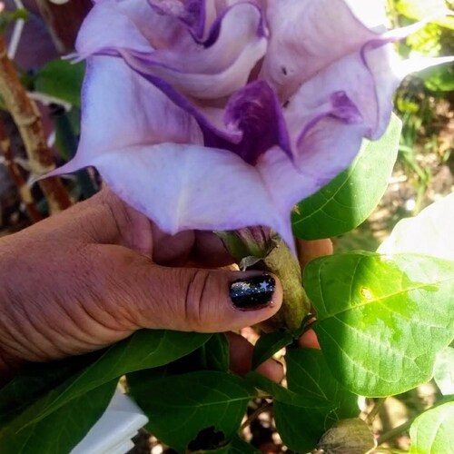 30 Datura Inoxia Purple & White Double, Triple Angel Devil Trumpet Flower Seeds. Moonflower, Devils, Angels plant. Attractive to bees.