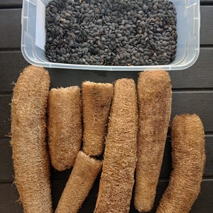 30 SEEDS Luffa Aegyptiaca, Luffa-Schwamm-Kürbis, ägyptische Gurkenrebe oder attisches Gemüse, wachsen für Lebensmittel oder machen Naturschwämme.