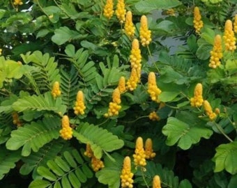 25 Seeds Cassia Senna Alata, Candlestick Yellow Flowers, Candle Bush, Candlebush Tree, Ringworm Bush, Butterfly Host Plant, Garden Herb