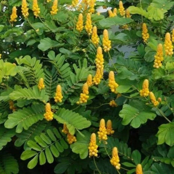 25 graines de cassia séné alata, chandelier de fleurs jaunes, buisson de bougies, arbre de chandelier, buisson de teigne, plante hôte de papillon, herbe de jardin