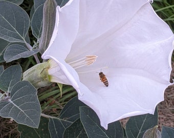 30 Datura Inoxia White Angel Devil Trumpet seeds. Moonflower, Devils or angles trumpet plant flower seeds. Very attractive to bees.