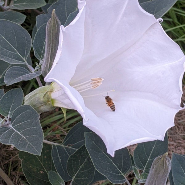 30 Datura Inoxia White Angel Devil Trompetzaden. Moonflower, Devils of Angles trompet plant bloemzaden. Zeer aantrekkelijk voor bijen.