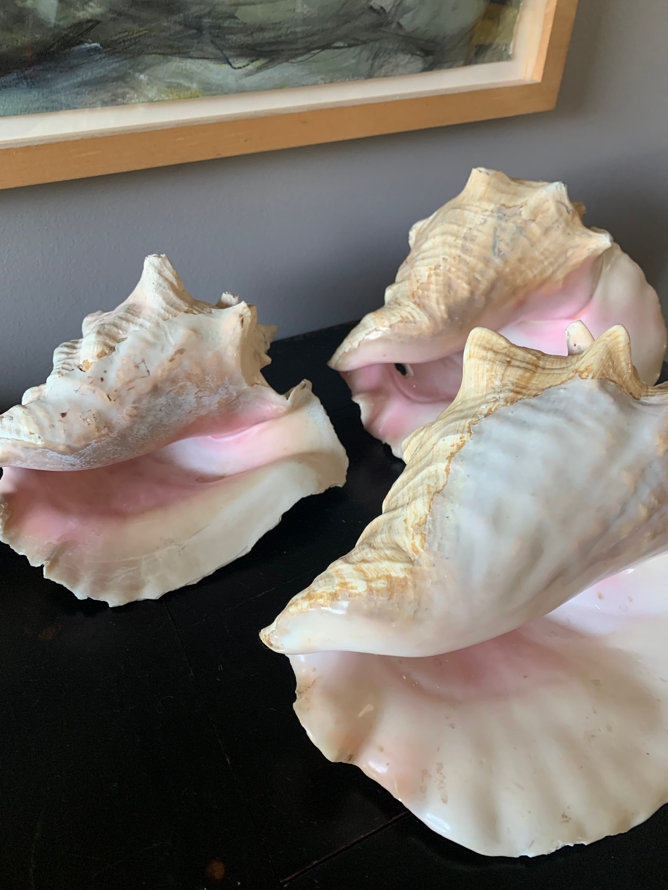 Shell Quenn Vintage Giant Queen Conch Shells, Set of 3 - Etsy