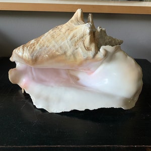 Vintage Giant Conch Shell, 12x8.5”