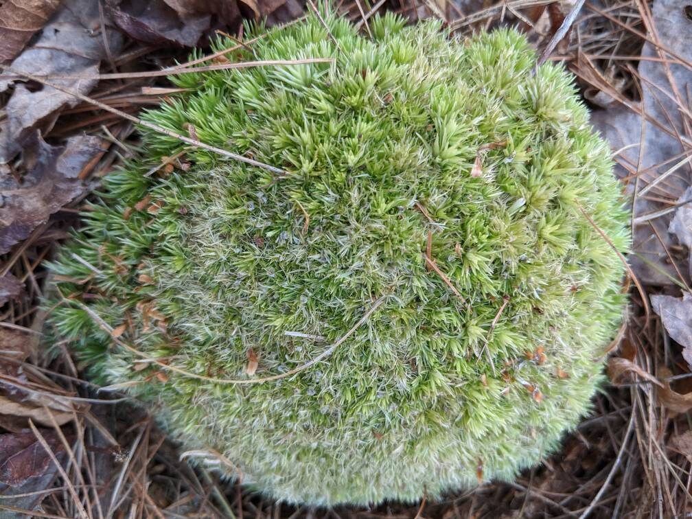 Pin Cushion Moss Etsy