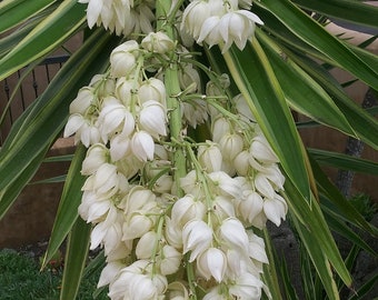 monstera dubia wachstum Monstera Dubia  Foliage Dreams
