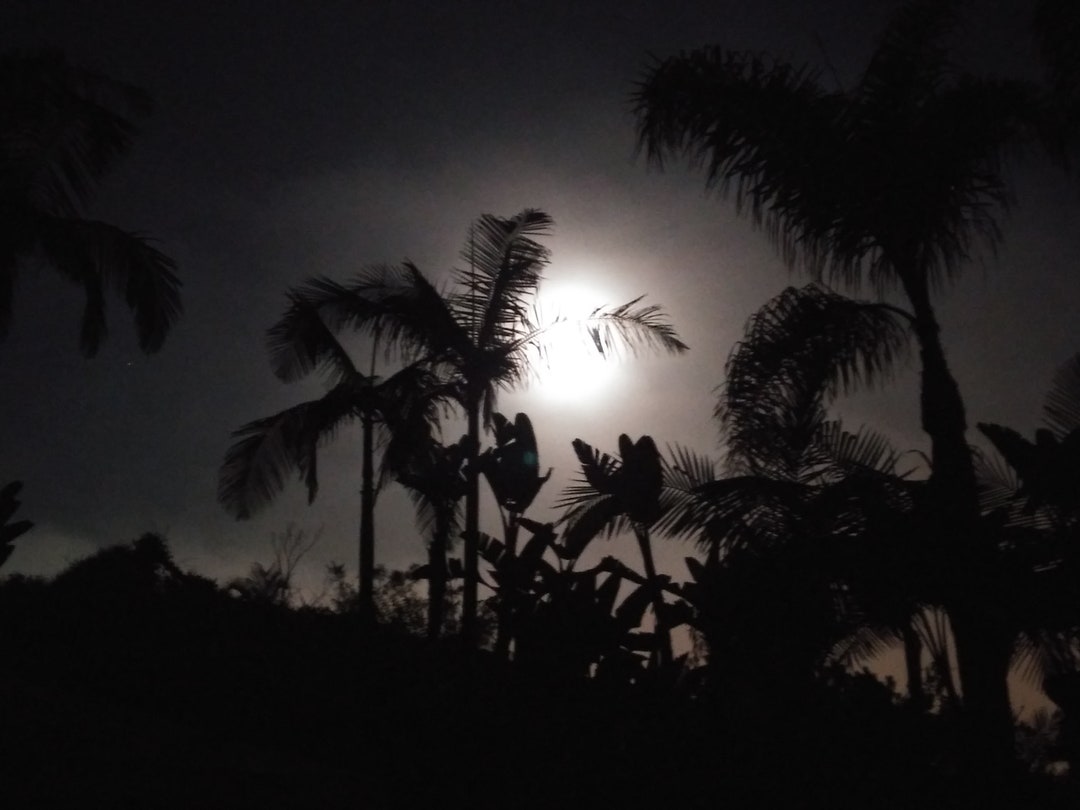 Full Moon and Palm Trees - Black and White Art Print - Etsy