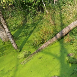 Green Pond Water and Logs - Print