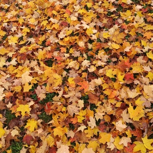 May include: A close-up view of a ground covered in fallen autumn leaves. The leaves are mostly yellow and orange, with some red and brown leaves mixed in. The leaves are scattered randomly across the ground, creating a colorful and textured surface.
