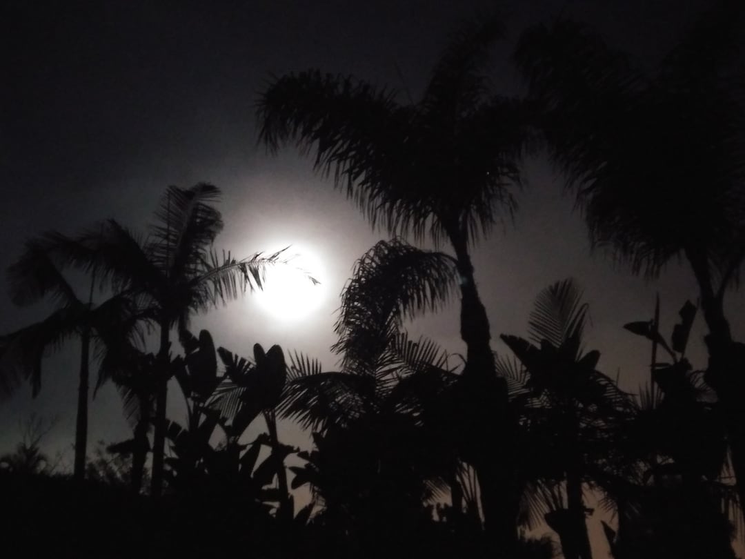 Full Moon and Palm Trees - Black and White Print - Etsy