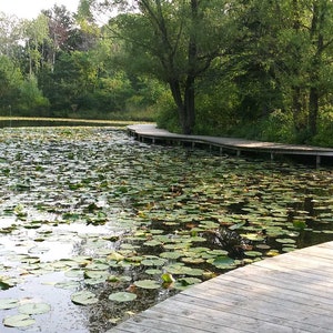 Lily Pond Along Wooden Walkway - Print