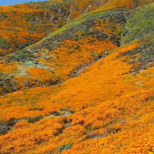 Orange California Poppies on the Mountainside - Print