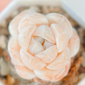Echeveria Ice Beauty