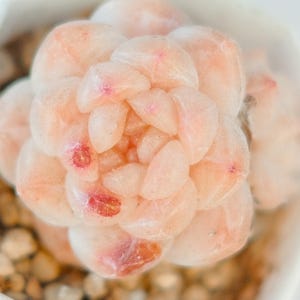 Echeveria Ice Beauty x Ice Soul Hyb - Rare With Deep Pink Freckles