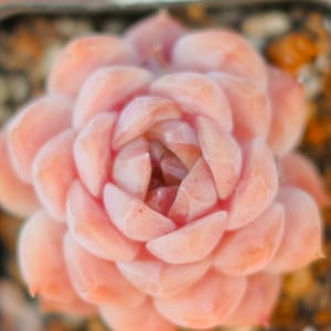 Echeveria Hyb