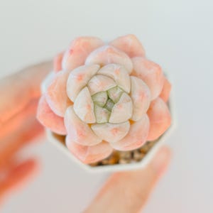 Echeveria Ice Green x Alba Beauty