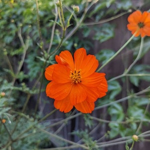 May include: A single orange cosmos flower with a yellow center blooms against a backdrop of green foliage.