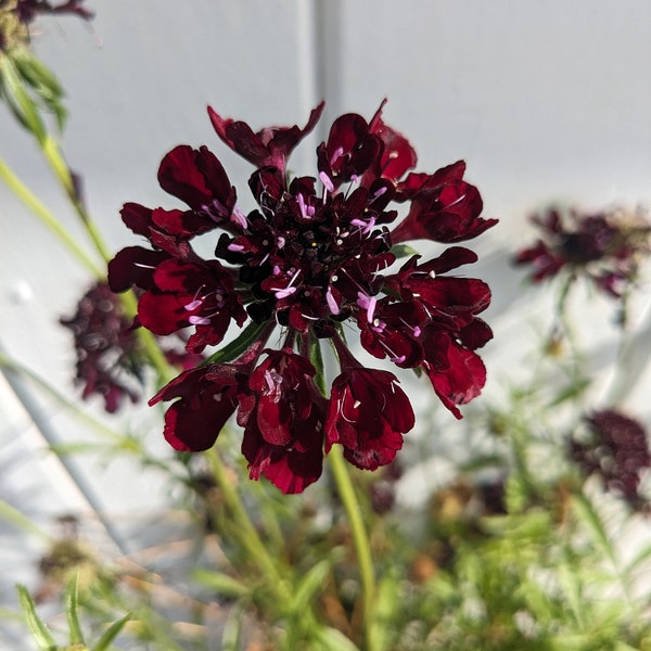 Black Knight Scabiosa Seeds Organic, Natural Dye Garden, Butterfly Garden, Pollinator, Flower, Lino Print Packet