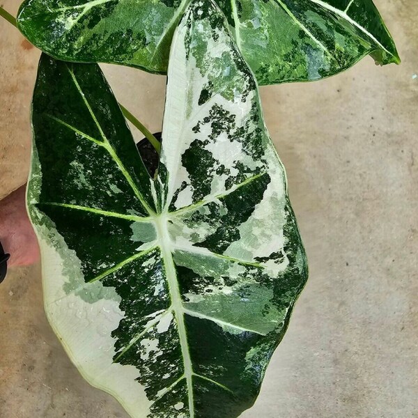 Rare House Plants Etsy