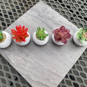 May include: Five small white pots with different colored artificial succulents. The pots are arranged in a row on a gray textured surface.