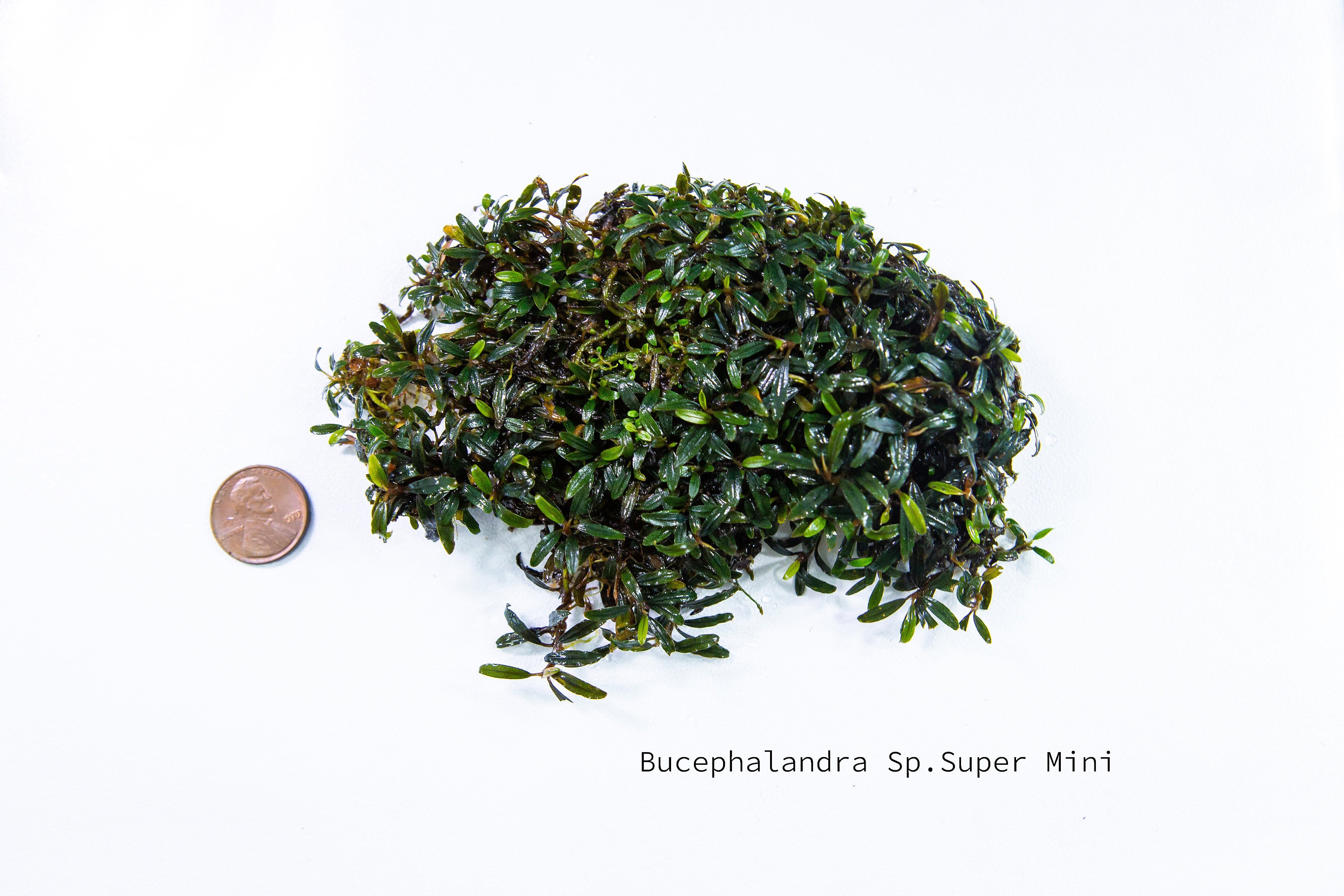 人気特価激安 Bucephalandra RARE* Sp. Etsy - SMALL!) (VERY Mini Super 水草