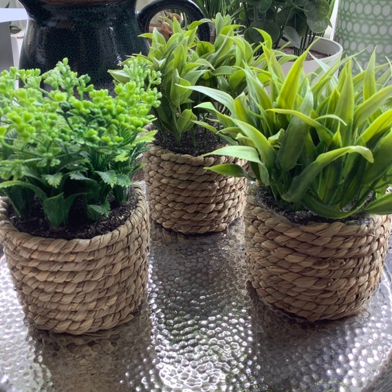 Set of 3 Small Faux Artificial Green Potted Herb Plant in Etsy UK