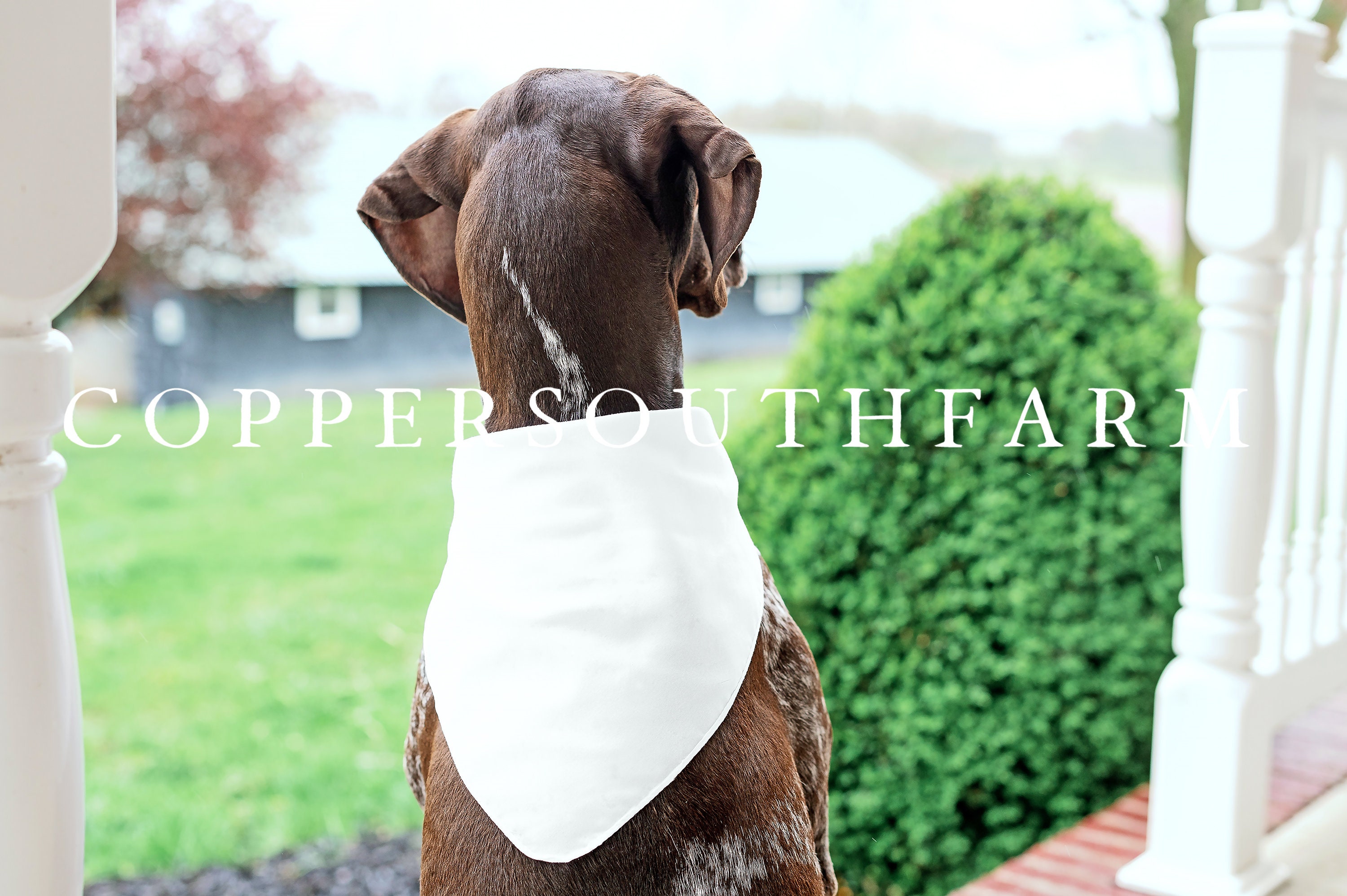 Cute Dog Bandana Blank Bandana Fabric Mockup Dog Bandana