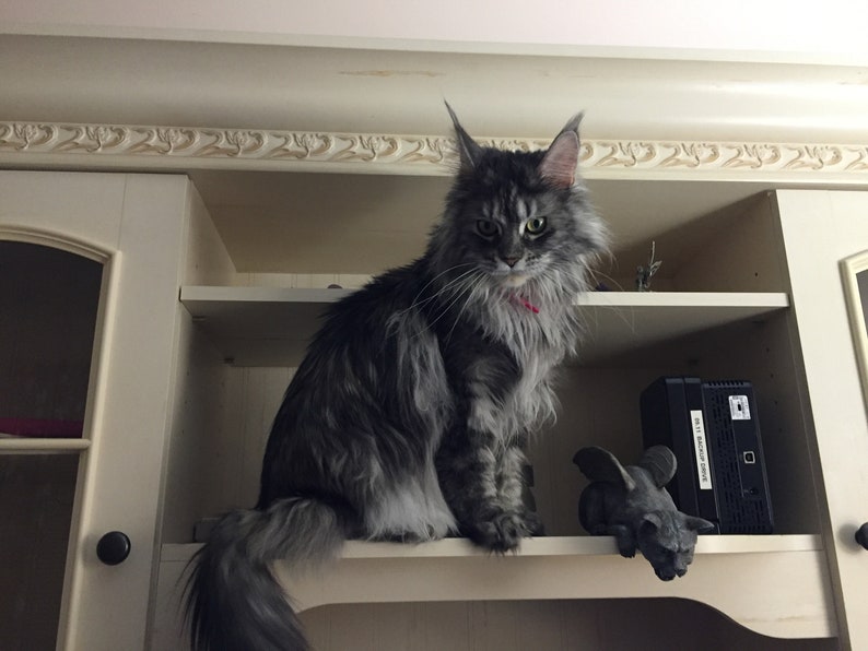 K&ouml;nnte beinhalten: Eine grau-wei&szlig;e Maine Coon Katze sitzt auf einem wei&szlig;en Regal mit einem schwarzen elektronischen Ger&auml;t und einer grauen Gargoyle-Statue.
