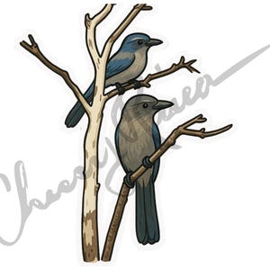 Florida Scrub Jay clipart