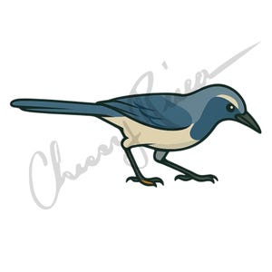 Florida Scrub Jay clipart