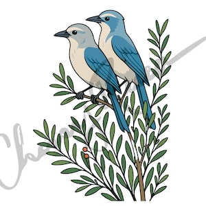 Florida Scrub Jay clipart