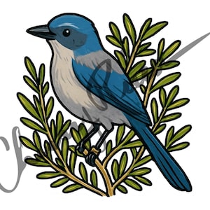 Florida Scrub Eichehäher Clipart