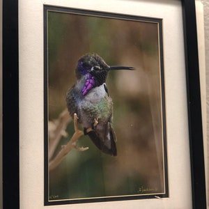 Costa&#39;s Hummingbird, Original print numbered, signed Framed
