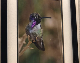 Costa's Kolibri, Originaldruck nummeriert, signiert und gerahmt
