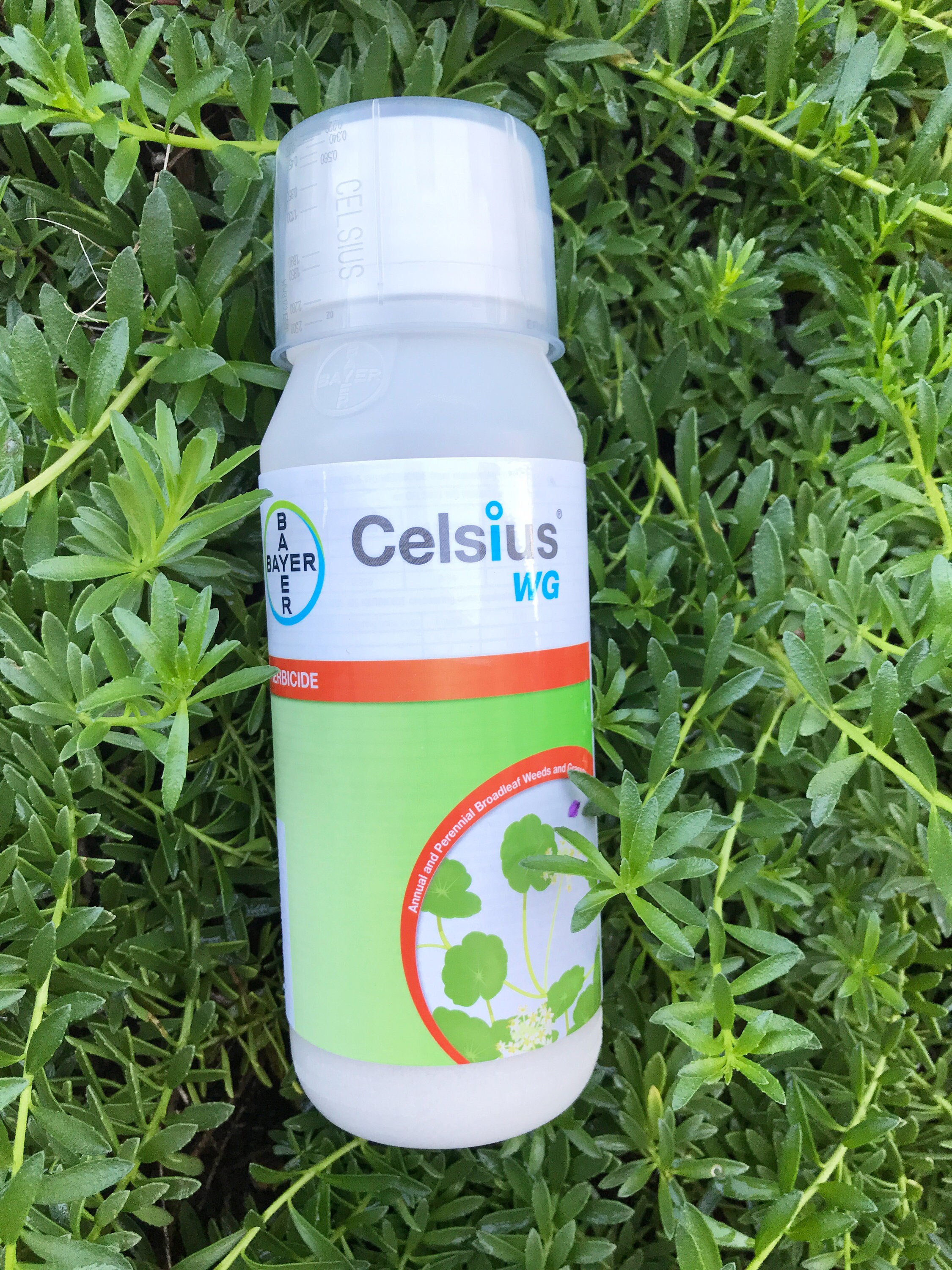 Celsius weed deals killer
