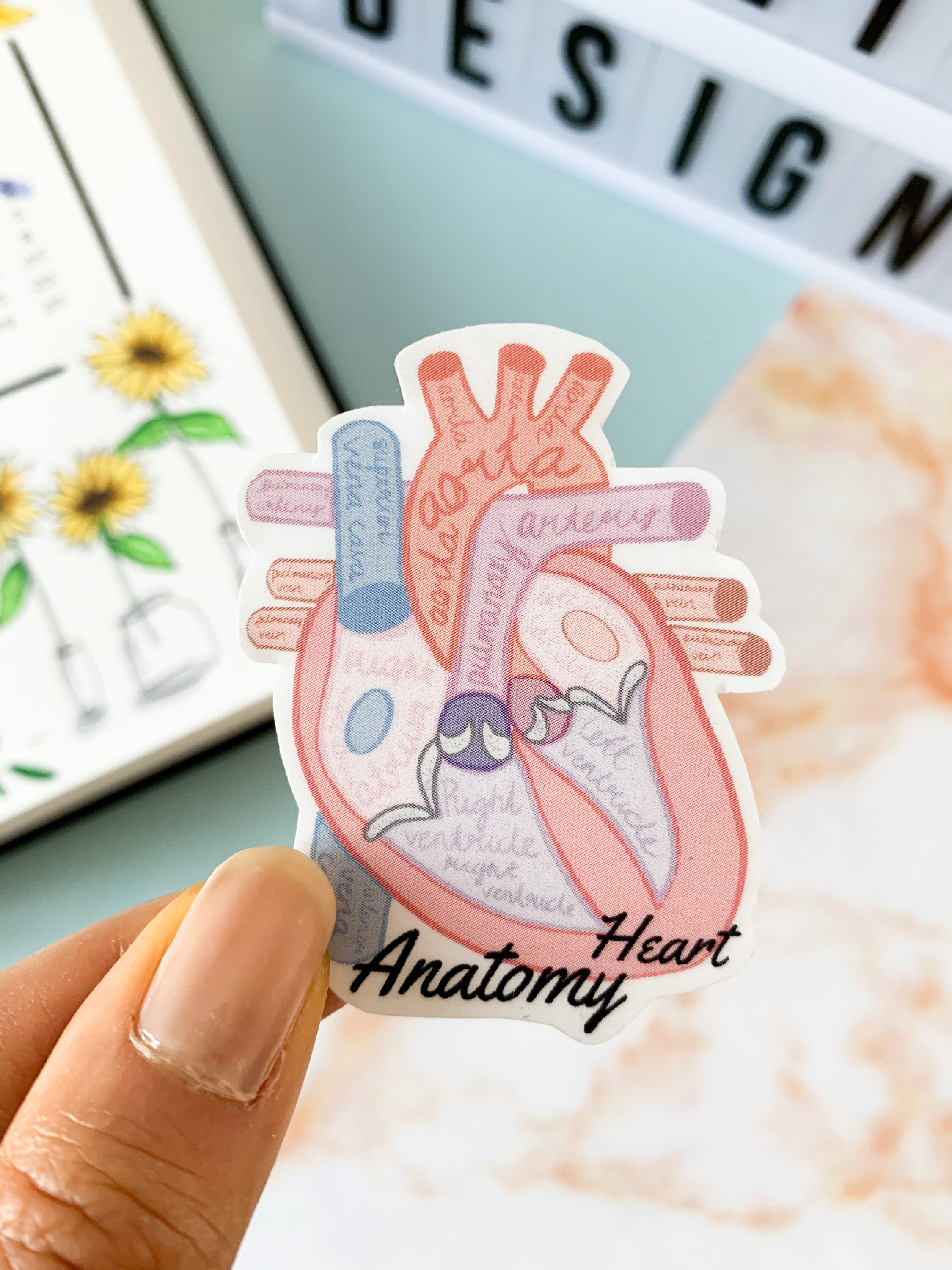 Heart Sticker Heart Anatomy Sticker Medicine Sticker Etsy