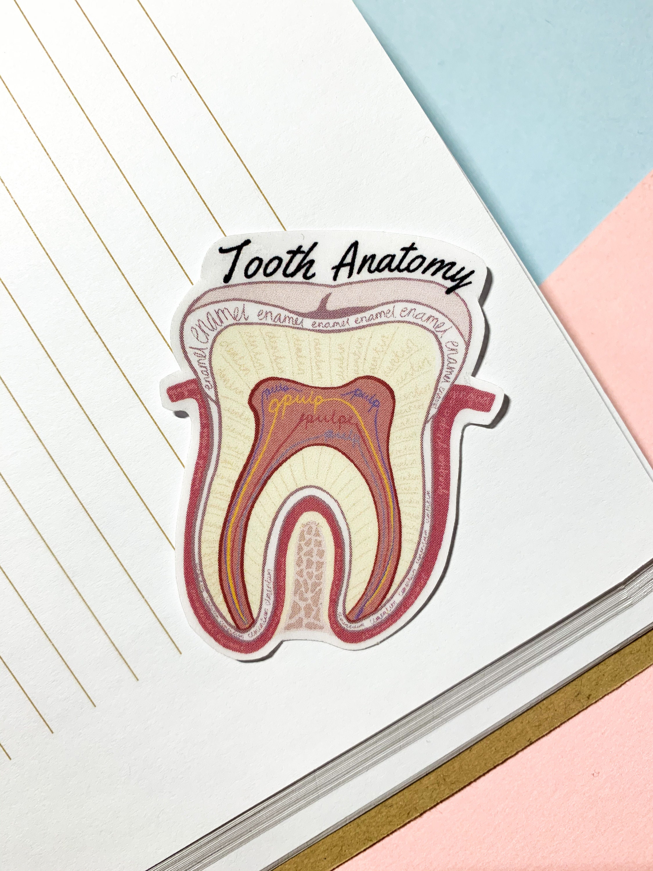 Tooth Sticker Tooth Anatomy Sticker Dental Sticker Dental Etsy