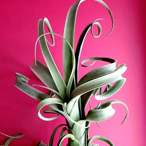 RARE Curly Slim AIR Plant (Intermediate X Steptophylla) .+*+. Xl Air Plant | Collectors Plant | Whimsical Curls for days!