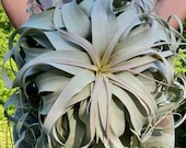 BEST SELLER Xerographica Super Curly Queen . . Air Plant Easy Care Houseplant . . Small, Large, X Large and GIANT . . Big Tillandsia