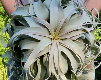 Large Air Plant Etsy