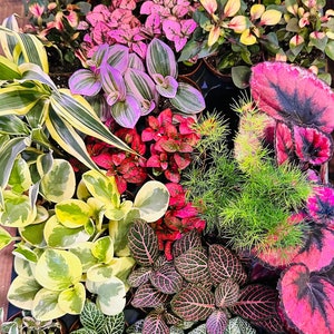 Mini “CUSTOM” Terrarium House Plant Plug Bundle - YOU PICK 3 | Fairy Garden | Mini Plant Enclosure | Vivarium Plants | Reptile Enclosures!