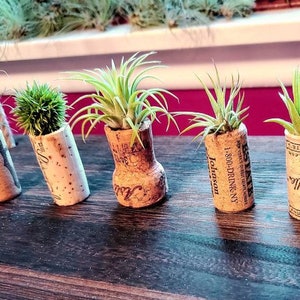 3, 5, 10, or 20 Wine Cork Holders .+*+.  LIVE Small and Mini Tillandsia Air Plants | Wedding Favors, Décor | Bulk Order Options!