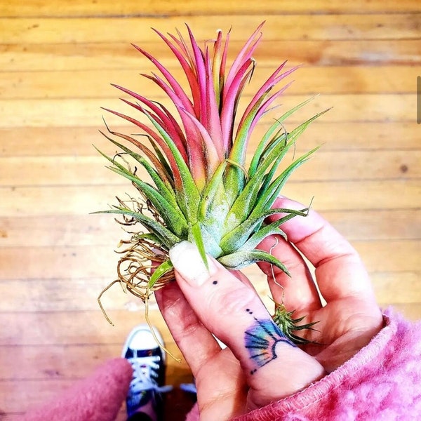 Tillandsia Ionantha Rubra Air Plant .+*+. Easy Care | Blushes Bright Pink & Red | Terrariums | Wedding Favors | Miniatures | Fair Gardens