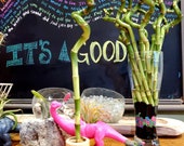 LUCKY BAMBOO . . 12 quot Curly Spiral Stalks . . Dracaena Sanderiana . . Bundle Options . .