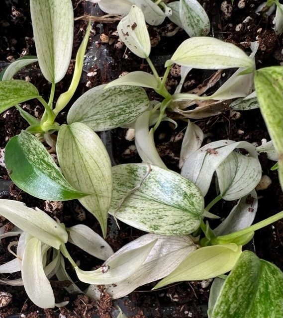 Tissue Culture Box .. 5 Rare DIFFERENT Plants for Etsy