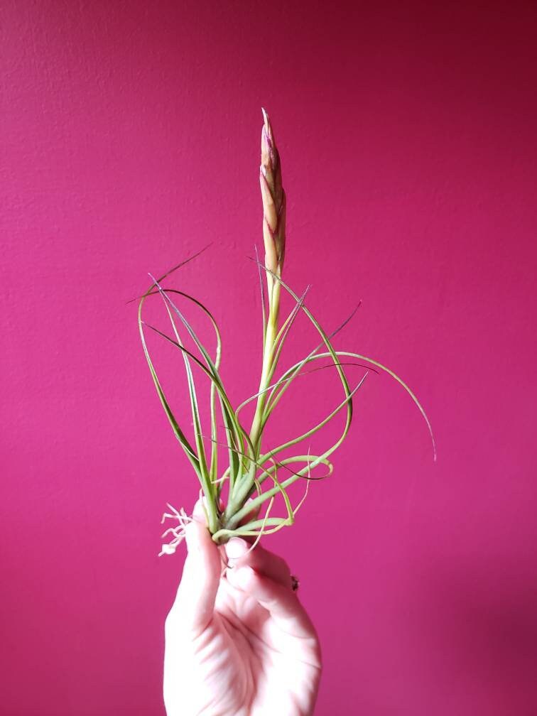 Unique Tillandsia Moonlight Air Plant ,+*+. Beautiful Blooming Cycle …
