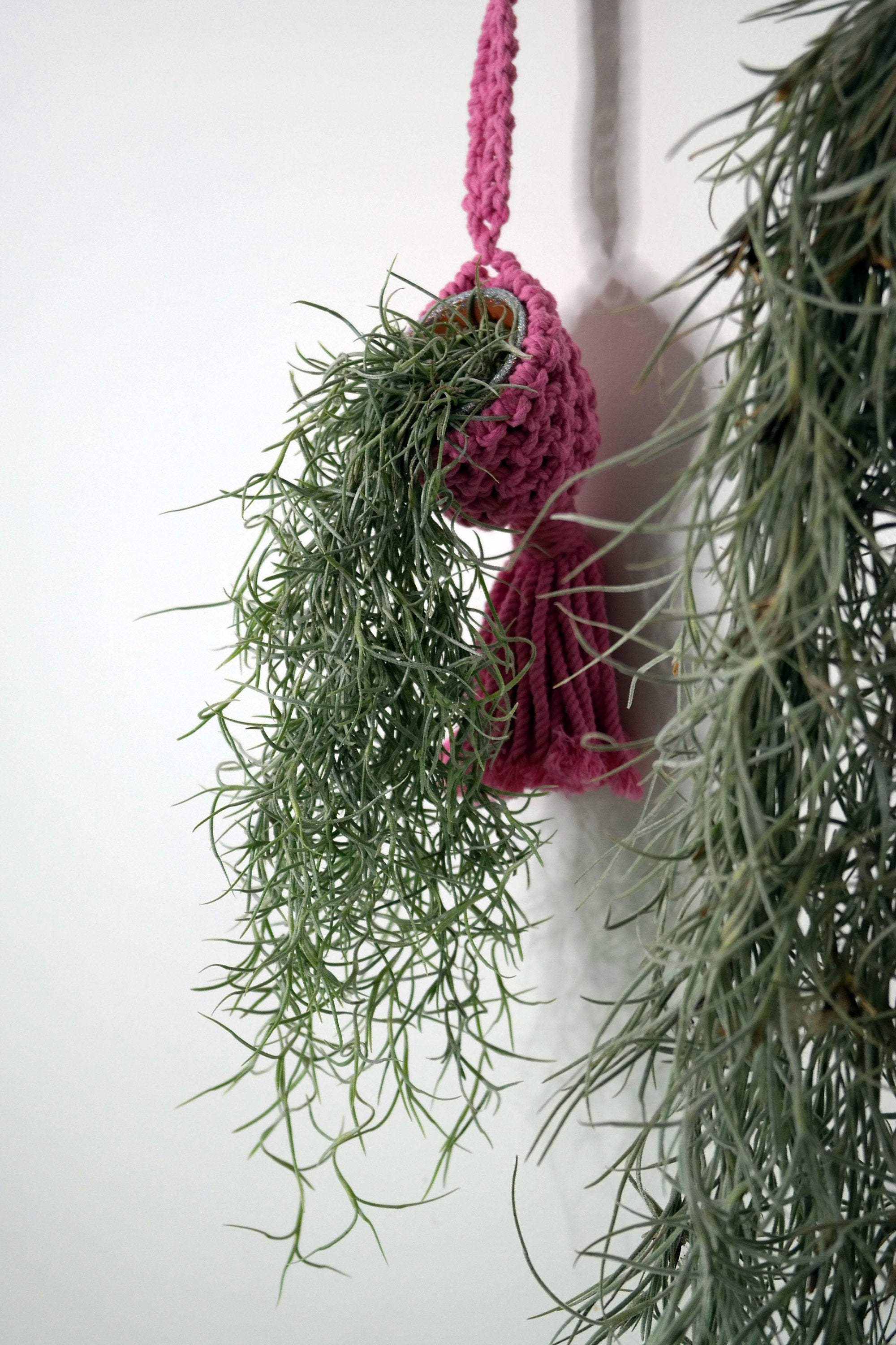 Seafoam Green Spanish Moss Thick Variety Tillandsia Usneoides - Etsy Israel