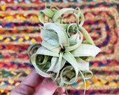 Super Air Plant Curly Tillandsia Streptophylla . . Gift for Plant Lover Sister . . Easy Care Houseplant . . Rainbow Cupboard . .